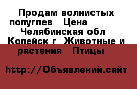 Продам волнистых попугпев › Цена ­ 1 500 - Челябинская обл., Копейск г. Животные и растения » Птицы   